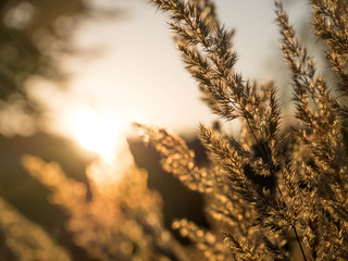 Fototapeta premium Herbstsonne im Wald