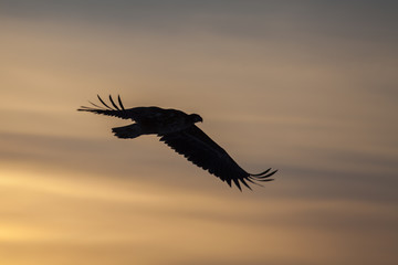 Silhouette of the white-tailed eagle against the sunset