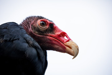 Turkey vulture