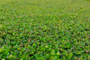 Surface of Green Grass in a Public Garden