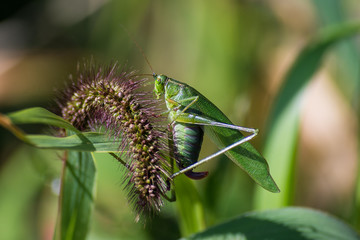 Grasshopper