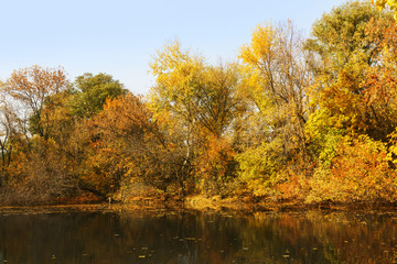 trees in yellow leaves on the river bank