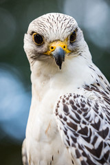 Gyrfalcon