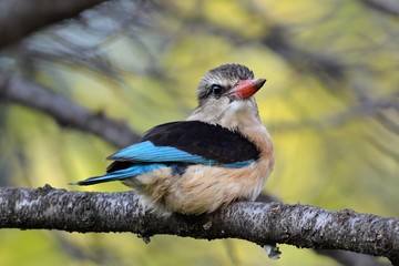 Brown Hooded Kingfisher 