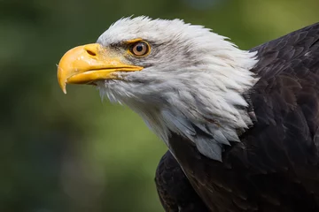 Deurstickers Bald eagle © Brent