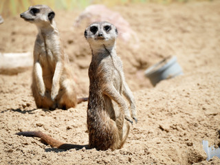 Fototapeta premium meerkat lookout