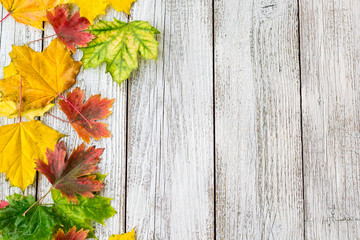 Seasonal frame of autumnal maple leaves on white wooden background