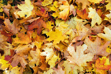 Background with autumn maple leavs