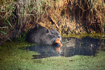 Castoro nel fiume mangia carota, lontra, animale
