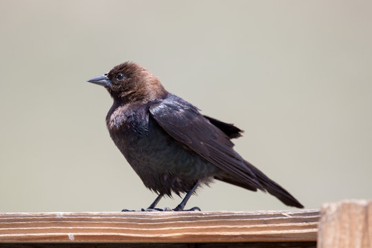 Brown Headed Cowbird