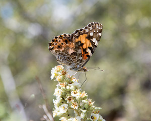 Painted Lady Butterfly
