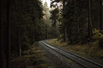 Fototapeta premium im Wald