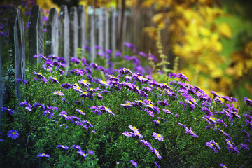 Lilac autumn flowers in a garden, soft focus. Purple Aster bloom, blue flowers - Powered by Adobe