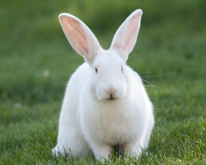 White Rabbit