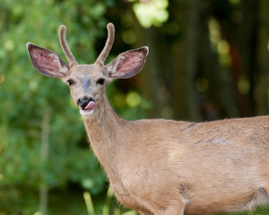 Young Mule Deer Buck Tongue Out