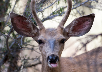 Tongue Out Mule Deer