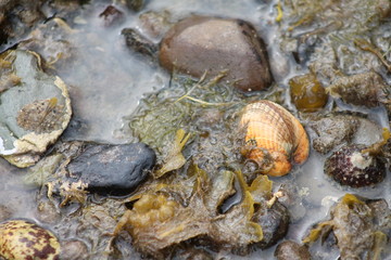 Leben am Meer in Irland