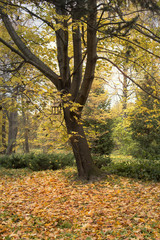 a bird feeder autumn forest