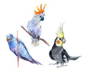  Cockatoo parrot, blue parrot, budgerigars. Parrots.  Watercolor illustration isolated on white background.