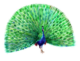  A blue peacock with open tail. Watercolor illustration isolated on white background.