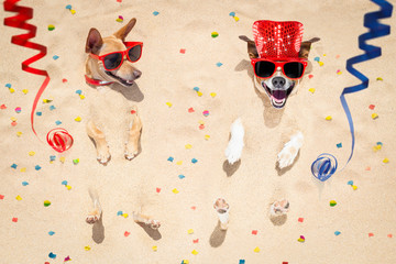 happy new year dogs at the beach