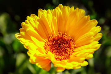 Marigold yellow flower