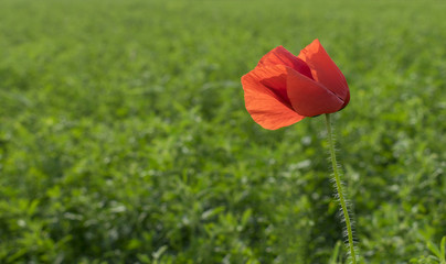 Poppy flower close-up