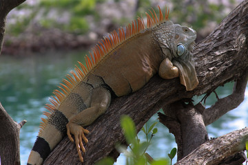 Iguana