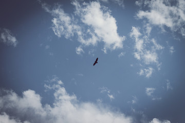Flying bird