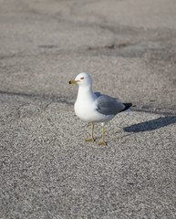 curious gull 