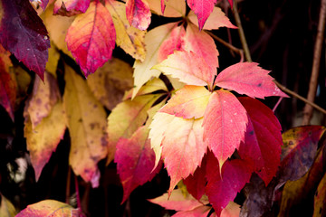 autumn leaves