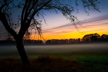 Fototapeta na wymiar Mystische Landschaft mit Baum und Nebel im Sonnenuntergang