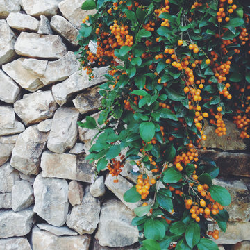 Mulberry