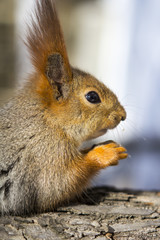 Squirrel on the tree eats forest nuts