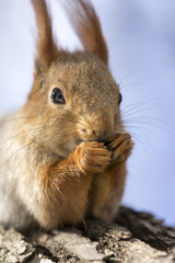 Squirrel on the tree eats forest nuts