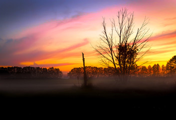 Mystische Landschaft mit Baum und Nebel im Sonnenuntergang