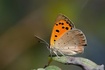Farfalla posata su foglia-Lycaena phlaeas