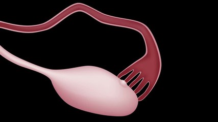 Conception and early development (pre-embryonic stage) of human development, events from ovulation. 