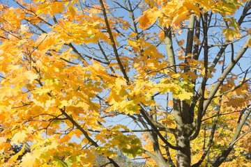 Herbstlaub eines Ahornbaumes vor blauem Himmel