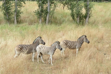 Fototapeta na wymiar Trifecta of Zebras