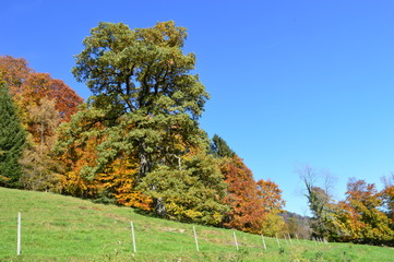 Bäume im Herbstlicht