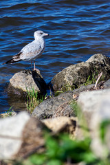 Obraz premium Seagull