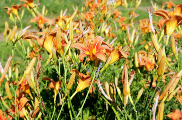 bright daylilies in the sun in the garden