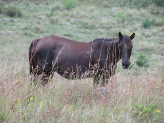 Fototapeta premium Horse
