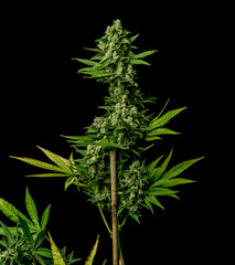 AK-47 variety of medical marijuana