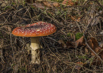 Amanita muscaria mushroom in sunny forest