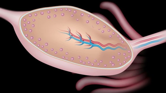 Ovarian cycle animation. 