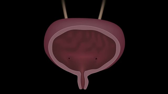 Urine voiding animation