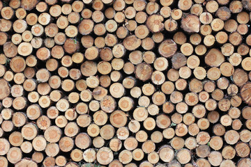Wood Log Background