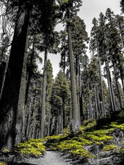 Sequoia green